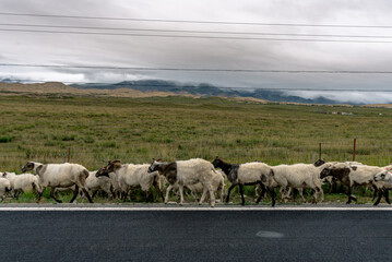 A large flock of sheep embarks on a leisurely journey along the edge of a highway, surrounded by the expansive beauty of a grassland under a dramatic cloudy sky