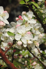 blooming apple tree