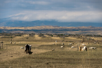 Fototapeta premium A pastoral scene depicting herds of cattle and sheep grazing on the grassland with distant mountain ranges under a vast cloudy sky, capturing the essence of traditional animal farming and natural beau