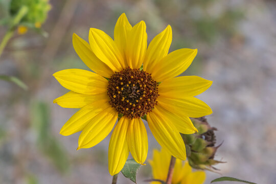 Beautiful Sunflower on a blurred background