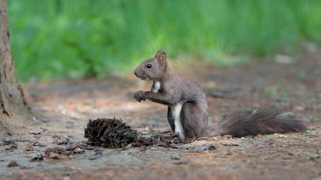 잣 먹는 청설모 squirrel in the park