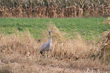 Kranichjungvogel auf Feld, Grus grus
Ein junger Kranich steht am Rand eines abgeernteten Maisfeldes im Herbst, typische Szene aus der Vogelwelt.