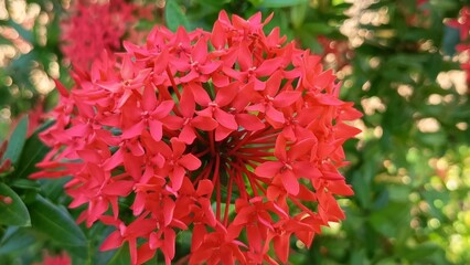 The Ashoka flower is a beautiful flower with a bright red or orange color, a symbol of love, purity and beauty in Indian culture.