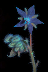 Borretsch (Borago officinalis), Bl&uuml;te und Knospen mit UV-Licht aufgenommen, Deutschland