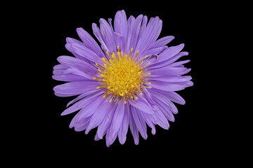 Neubelgien-Herbstaster (Symphyotrichum novi-belgii), Blüte , Deutschland 