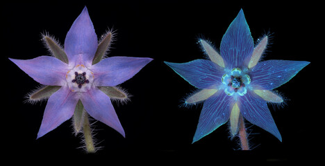 Borretsch (Borago officinalis), Bl&uuml;te mit Tageslicht und
 mit UV-Licht aufgenommen, Deutschland