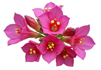 Pink zephyranthes flowers isolated on transparent background, delicate blooms with yellow stamens