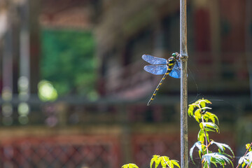 奈良 談山神社 境内で羽を休める蜻蛉