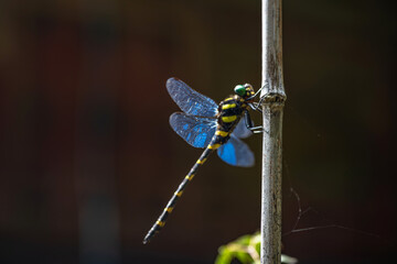 奈良 談山神社 境内で羽を休める蜻蛉