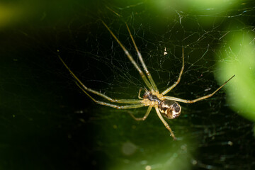Spinne im Spinnennetz schön Fotografiert