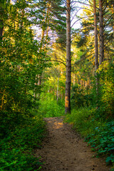 green forest treets