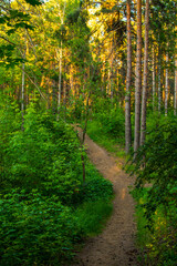 green forest treets