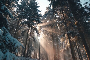 landscape snowy forest, tall pine and fir trees covered with snow, sun rays shining through branches, misty winter atmosphere, 