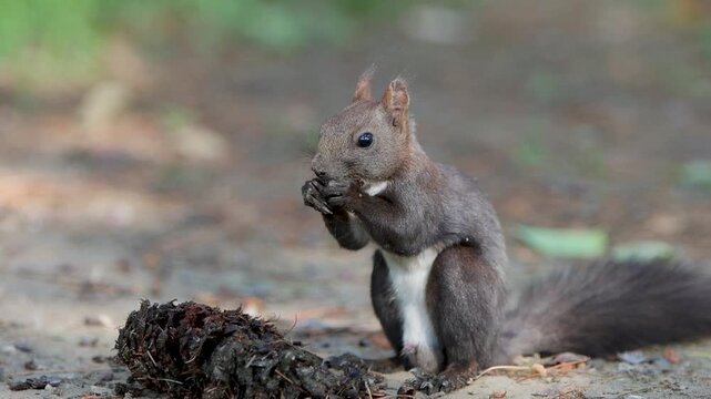 잣 먹는 청설모 squirrel in the park
