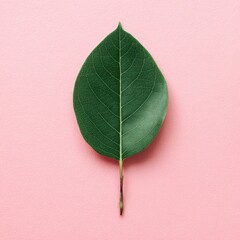 Single green leaf on a delicate stem, set against a soft pink background