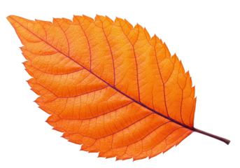 Bright orange autumn leaf isolated on transparent background, fall season botanical element