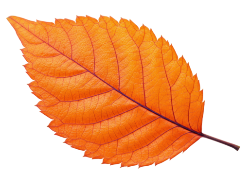 Bright orange autumn leaf isolated on transparent background, fall season botanical element