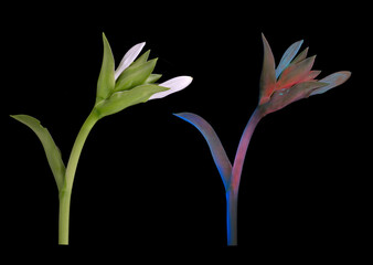 Funkie (Hosta plantaginea), Knospe mit Tageslicht und UV-Licht aufgenommen, Deutschland 