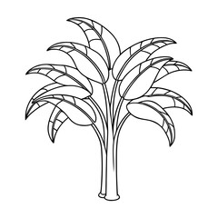 banana tree outline vector  white background 