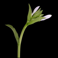 Funkie (Hosta plantaginea), Knospe, Deutschland 