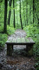 Fototapeta premium Old wooden bench on a path in a lush, green forest