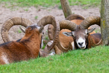 Europäischer Mufflon Widder im Herbst
