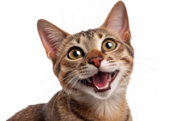 Transparent background photo of a smiling calico cat. Cute. Adorable. Joyful. Satisfied. Happy.