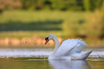 Naklejka premium Schwan im Wasser