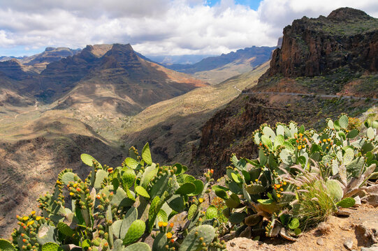 Cactus plants with yellow flowers in front of impressive mountain landscape at Degollada Las Yeguas, Gran Canaria, Canary Islands