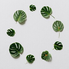 Green, Swiss cheese plant leaves arranged in a circle against a textured white background