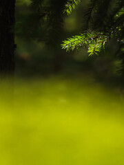 Fototapeta premium Pine tree branches in a lush forest in sweden during daylight