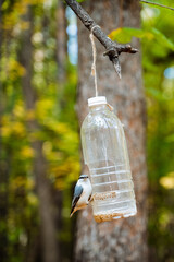 A delightful bird feeding station created in nature showcasing a cleverly designed plastic bottle bird feeder that is gracefully hanging from a sturdy tree branch, inviting local birds to enjoy