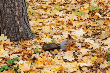 Squirrels can be seen energetically foraging among the vibrant and colorful autumn leaves, creating a beautiful scene that showcases the richness of biodiversity in their natural environment