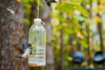 Witness a captivating and enchanting moment as a vibrant bird enjoys its feeding at a beautifully crafted DIY feeder, all set against the backdrop of a lush, serene forest environment