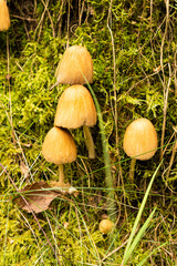 Wild mushrooms growing on green moss in forest – nature, autumn, ecology, fungi