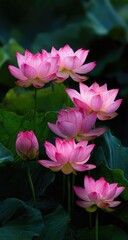 Pink lotus flowers in bloom. Lush greenery surrounds