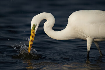 The elegant bird is hunting for fish creating a small splash. The beautiful wildlife photo captures the grace of the heron in its habitat.