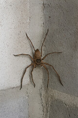 The arachnid is viewed from directly above showing its eight long legs. This close up image captures the creepy texture of the common spider.