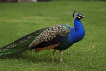 The beautiful male bird displays its elegant plumage and long tail. This stunning example of wildlife is often a symbol of beauty and pride.