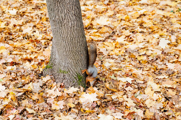 A playful squirrel climbs a tall tree against a backdrop of vibrant autumn leaves, highlighting the wonders of nature and the essence of wilderness exploration in this serene landscape