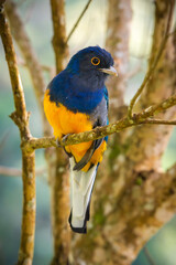 Surucua Trogon
