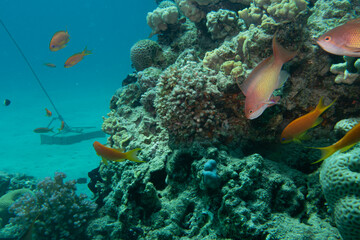 A beautiful, colourful tropical coral reef with exotic fish in the Red Sea, Hurghada, Egypt. Blue ocean background
