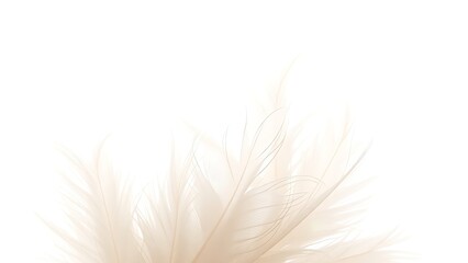 Delicate white feathers illuminated by sunlight, creating a serene and ethereal composition.