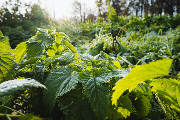 Vibrant Green Nettles are gracefully thriving in a sunlit and picturesque forest setting, showcasing the richness of the ecosystem within the countrysides lush greenery and tranquil atmosphere