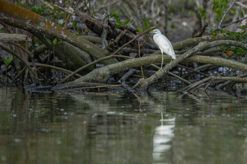 Little Blue Heron
