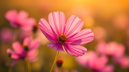 Obraz premium Vibrant cosmos flower bathed in golden hour light, capturing nature's delicate beauty.