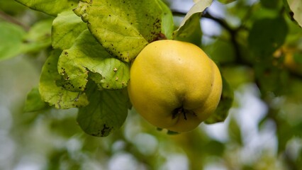 Eine reife Quitte am Baum im Olktober.