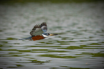 Obraz premium Ringed Kingfisher 