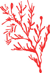Leaf of Christmas Tree 