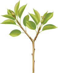 Illustration of young pear tree branch with small green fruits and fresh leaves growing in natural orchard environment